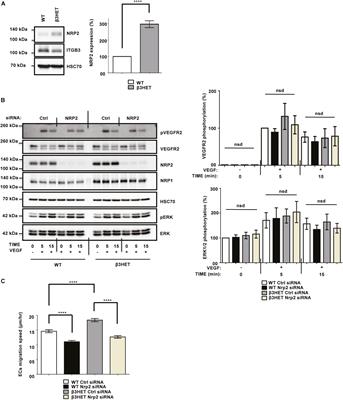 NRP2 as an Emerging Angiogenic Player; Promoting Endothelial Cell Adhesion and Migration by Regulating Recycling of α5 Integrin